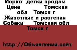 Йорко -детки продам › Цена ­ 11 111 - Томская обл., Томск г. Животные и растения » Собаки   . Томская обл.,Томск г.